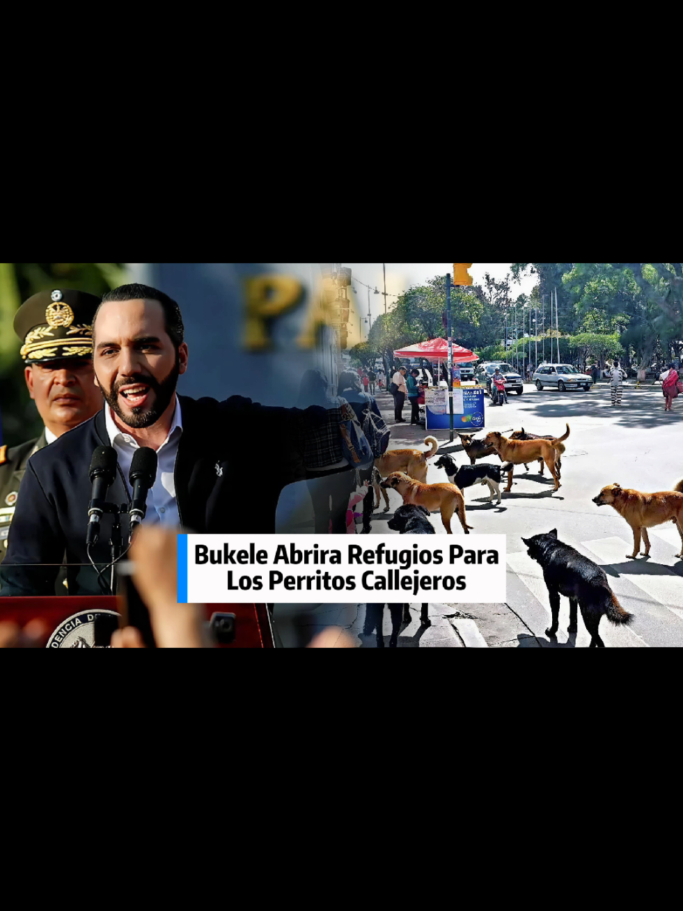 Noticia: El presidente Bukele anuncia la creación del refugio para animales más grande del planeta tierra #perros #mascotas #noticiastiktok #bukele #elsalvador 