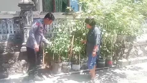 Bhabinkamtibmas Desa Mantingan Kecamatan Mantingan Polsek Mantingan Polres Ngawi bersama petani melaksanakan pengecekan pekarangan bergizi yang ditanami sayuran di desa binaannya. Kegiatan ini bertujuan untuk memastikan tanaman tumbuh dengan baik serta mengidentifikasi kendala yang dihadapi petani dalam proses budidaya. #astacita #swasembadapangan #ketahananpangan #ketahananpanganpoldajatim #ssdmpolri 