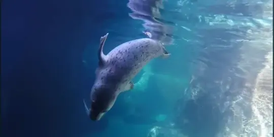 I tried to put in as many seals as I could! 🤍 my love for them is eternal