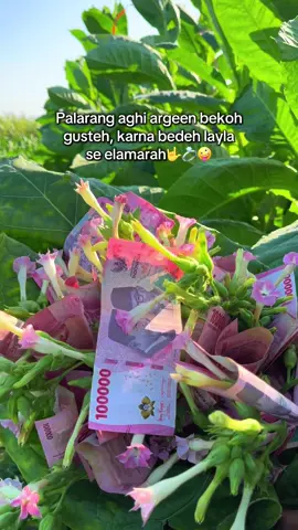 Se nyamah layla yapsiap elamarrah 🤪 #laylasemanis #madura #pengantin #fyp #akudatangmelamrmu 