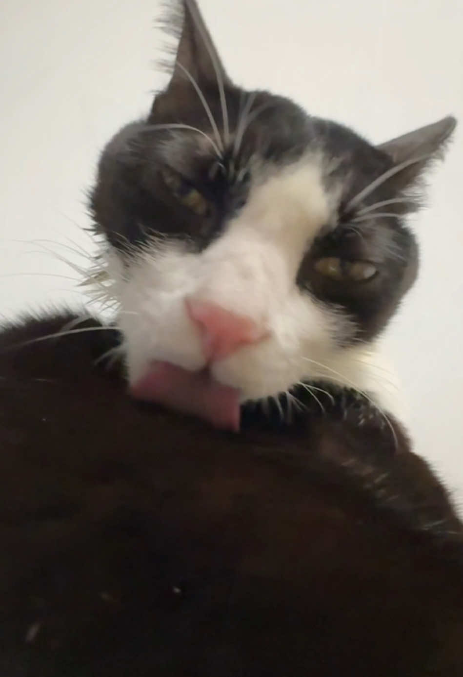 love you #fyp#LickingCat#lickingcat#pettok#FunnyPet#cuteanimalsoftiktok #sex #cat #sexyy#cats #catlover