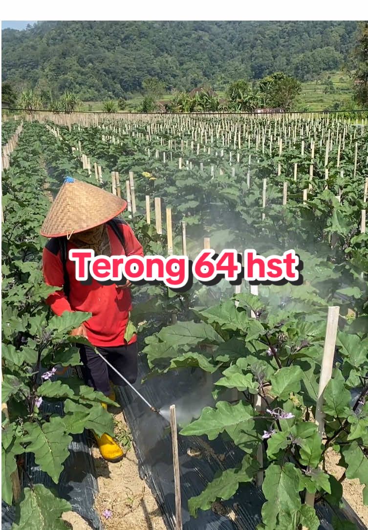 Update perawatan tutin tanaman terong di usia 64 hst, setelah panen perdana  #petanimuda #petanisukses #petanisayur 