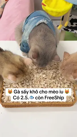 GÀ sấy khô cho mèo - món quà vặt giàu đạm, thơm ngon khó cưỡng, được sấy khô tự nhiên giữ trọn dưỡng chất. Dạng sợi dai mềm vừa miệng, giúp mèo nhai nghiền thoải mái, hỗ trợ làm sạch răng và kích thích tiêu hóa. Chỉ cần một miếng nhỏ là boss mê tít ngay! #pet #cat #thucung #mèo #doanchomeo 