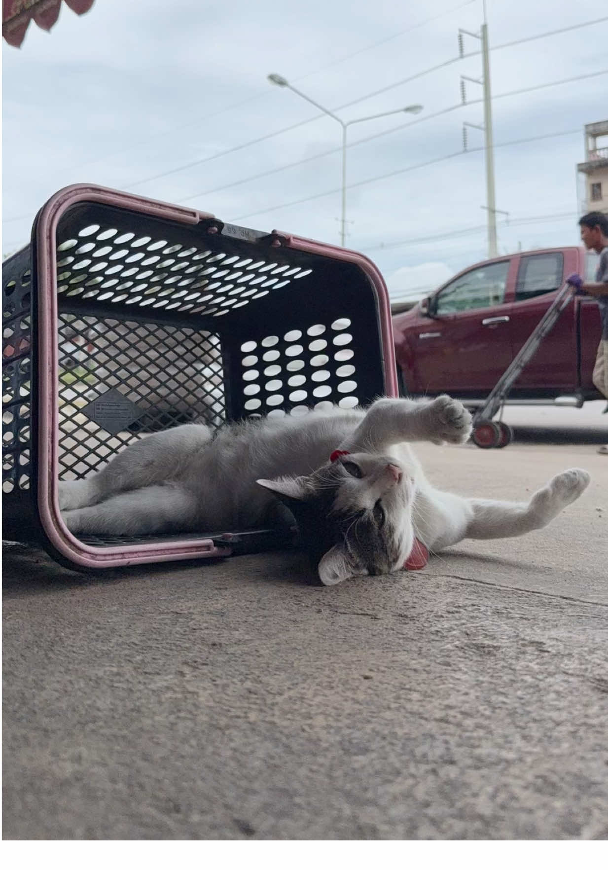 นอนเล่นชิลๆฟีลแมวอกหักอีกแล้ววว 🐾😺🐈 #cat #cats #แมว #โมโม่แมวนอน #แมวน่ารัก 