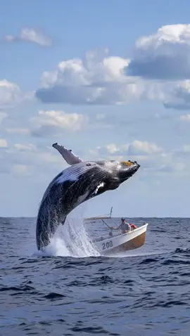 A massive whale suddenly breached and landed right on a small boat. The man onboard was in total shock — he survived by pure luck, but the boat didn’t. Not exactly the kind of wildlife encounter he expected. #crash #ai #news #sea #ocean          