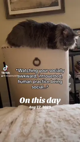 V humble. #lookatmycat 