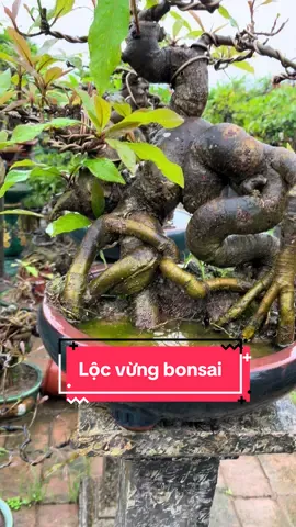 Lộc vừng bonsai nhà em sẵn rất nhiều #hoaloanbonsai #xuhuong #trending #caycanhnghethuat #caycanh 