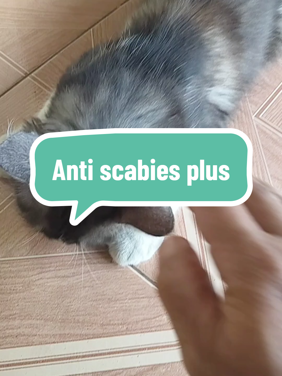 Kucing jamuran dan scabies kasih aja anti scabies plus clever solutions efektif mengatasi jamur scabies kucing, aman terjilat oleh kitten maupun kucing dewasa #kucingjamuran #scabies #obatjamurkucing #obatscabies #antiscabiesplus 
