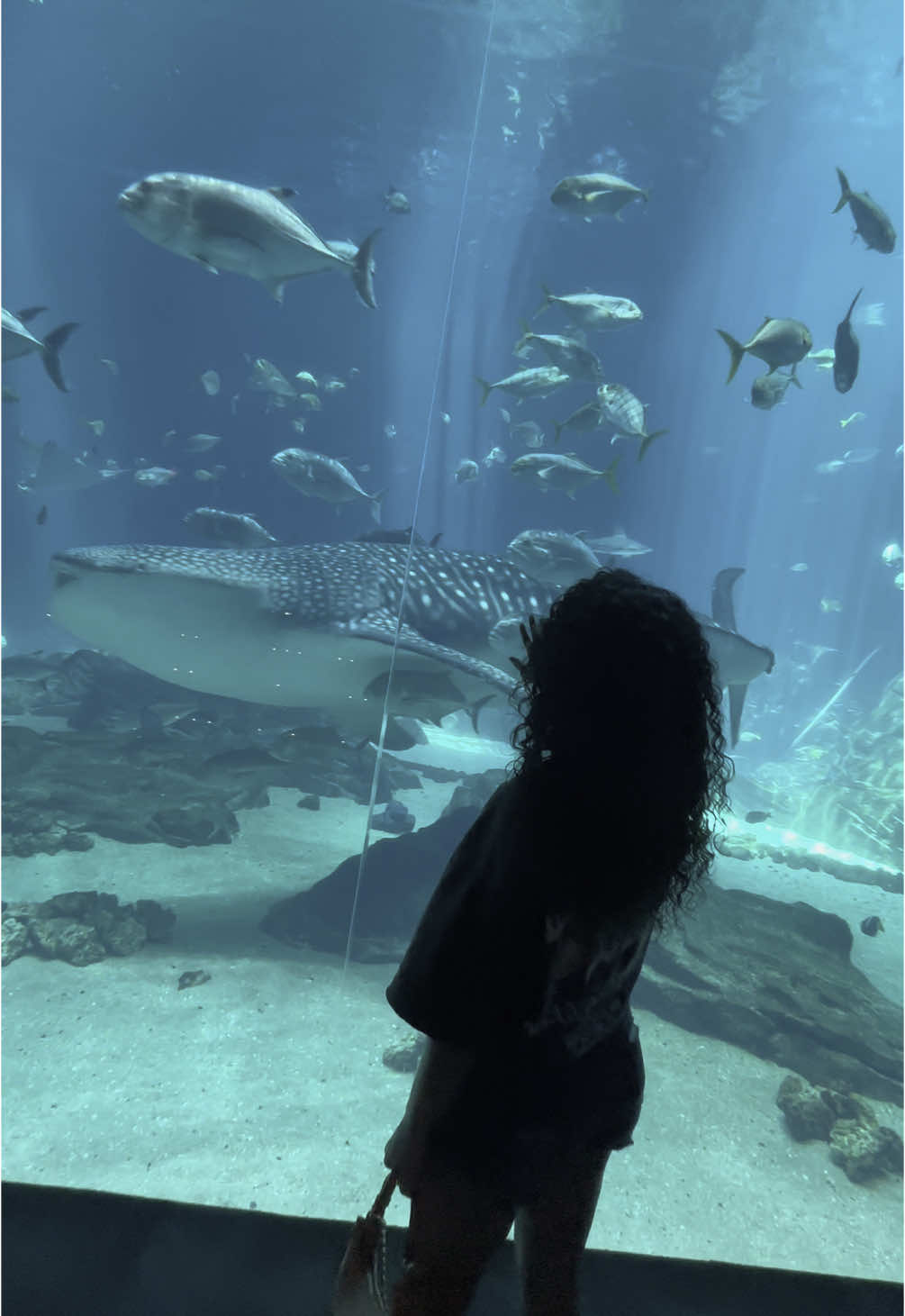 🥹🩵💙 #aquarium #atlanta #georgiaaquarium 