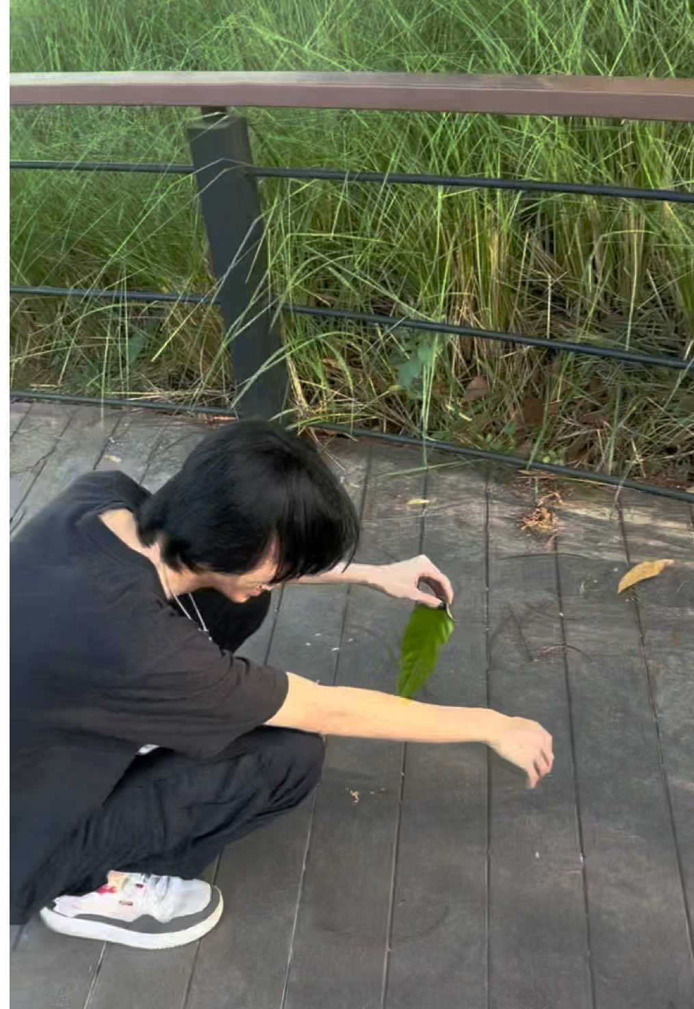 Sulap daun