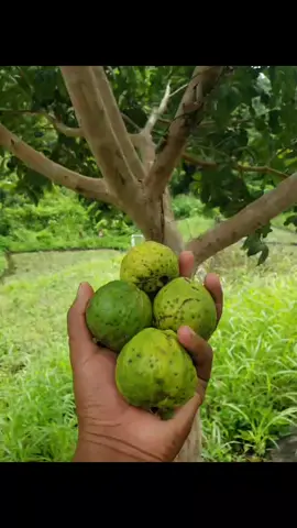 a quie le gusta las guayabas