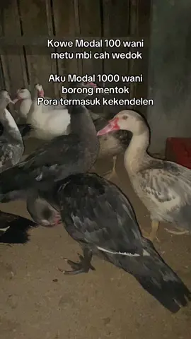#entok #entokjumbo #entokrambon #entokdragon #entokhias #entokjumboblitar #mentok #mentokjumbo #peternakmuda #foryou #fyp 