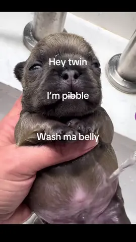 Wash my belly#fypシ゚viral #fyp #pibble#washmybelly