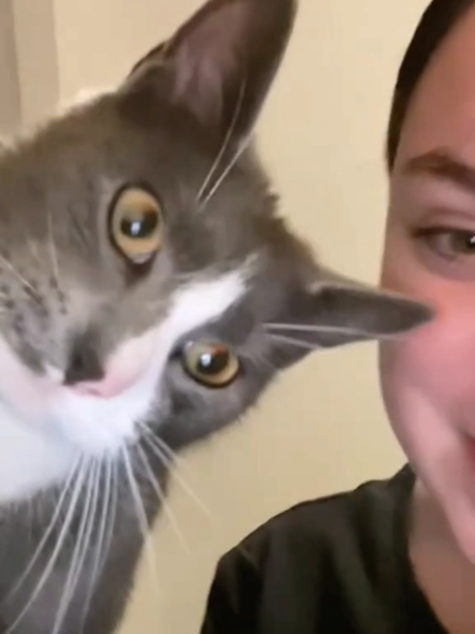 #cat #cute #catvideo #cutecat #funny 