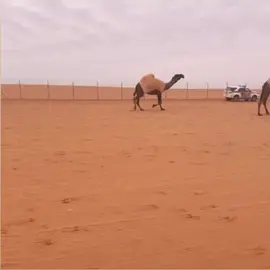 #نخبة_تلاد_الصفر #الدبيانيات 
