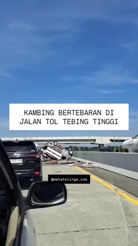 Pickup pengangkut Kambing Terguling dijalan. Kejadian ini terjadi di Jalan Tol Medan Amplas Tebing Tinggi dekat pintu Perbaungan pada 26/08/25 sore sekitar pukul 14.25 WIB. Tampak sejumlah kambing bertebaran dijalan. Belum terhitung apakah ada korban kambing dan Belum diketahui jelas kronologis dari kejadian tersebut. #matatelinga #sumut #toltebingtinggi #kambing #tolmedanamplas 