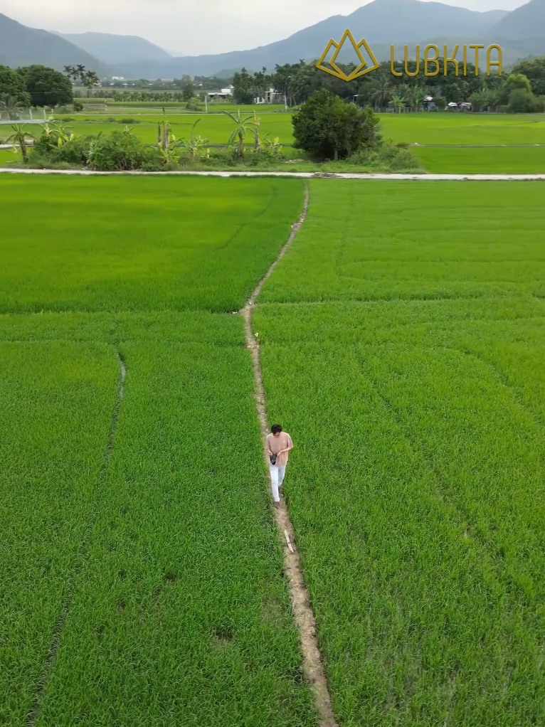 Pertanian Modern di era Digitalisasi, sebagai saran pendukung untuk menuju Indonesia cerdas, berkelanjutan dan menjanjikan. #lubkita #koperasi #ketahananpangan #koperasilumbungsejahteranasional #digitalisasi 
