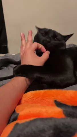 she’s such a diva but black cats tend to be lol #blackcatsoftiktok 