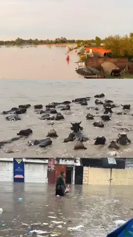 #Flood #100kviews #creatorsearchinsights #Trending #Foryou 