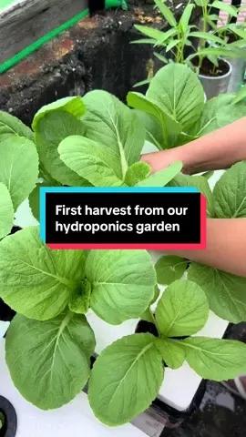 From water to sinigang 🍃✨ My first harvest from our hydroponics garden! Nothing feels better than picking fresh veggies straight from what we’ve grown. 💚 #Hydroponics #SmartSprout #UrbanFarming #FreshFromTheGarden #GrowYourOwnFood  