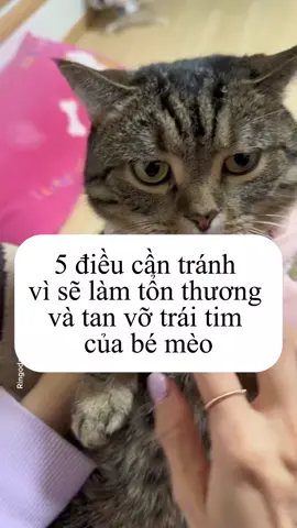 5 điều cần tránh vì sẽ làm tổn thương mèo #meo #care #chamsocmeo 