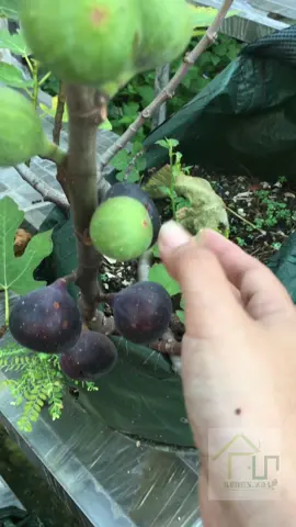Buah Surga 😘  . . #buahtinsegar #buahtin #buahtindalampot #belajarmenanam #menanamdirumah