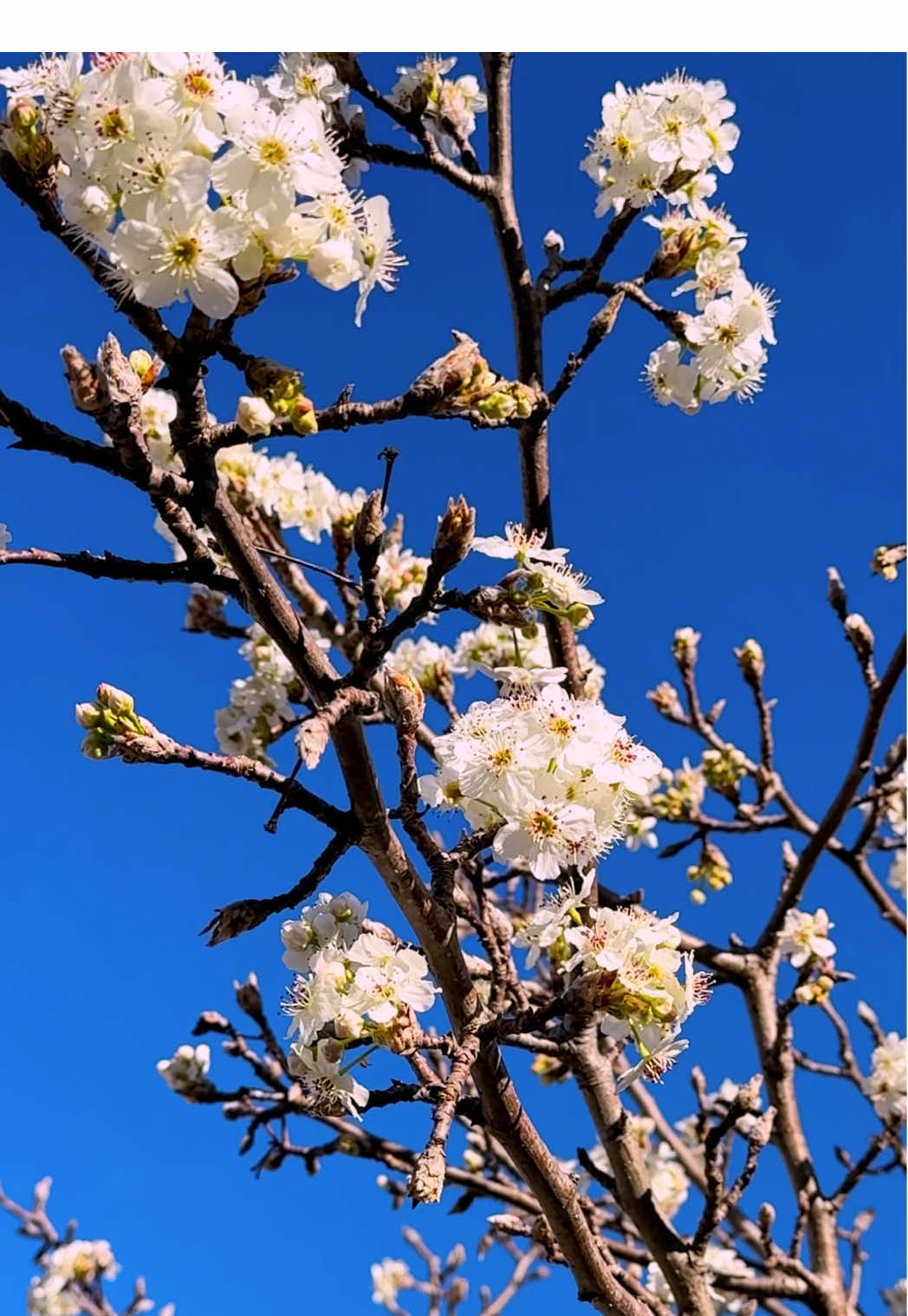 SPRING IN AUSTRALIA  🌸🌷#explore #foryou #australia🇦🇺 #aussielife #spring 