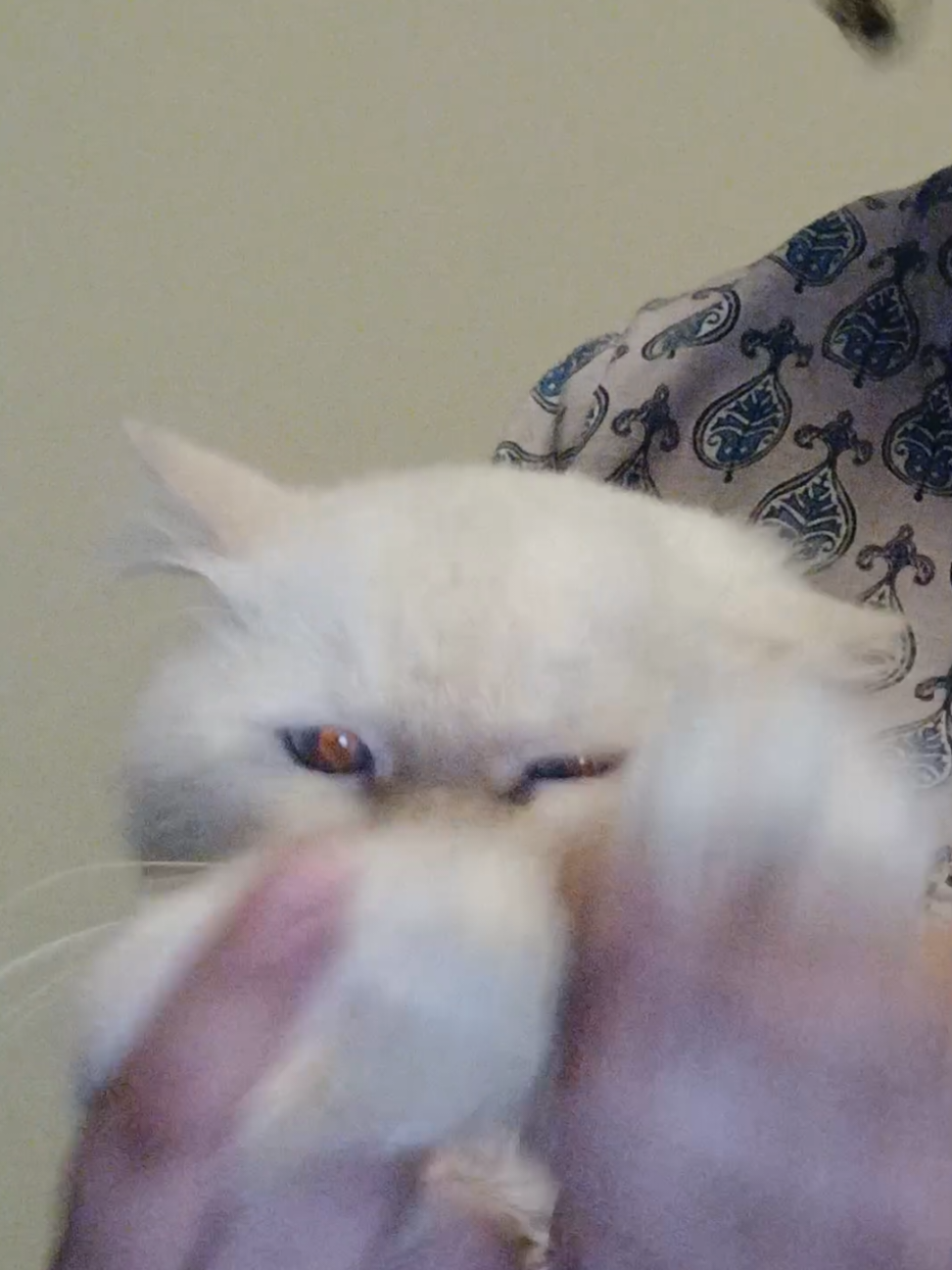 Worst attempt ever 😂😂 #charliesimba🐾 #catparents #tiktok #foryourepage #foryou 