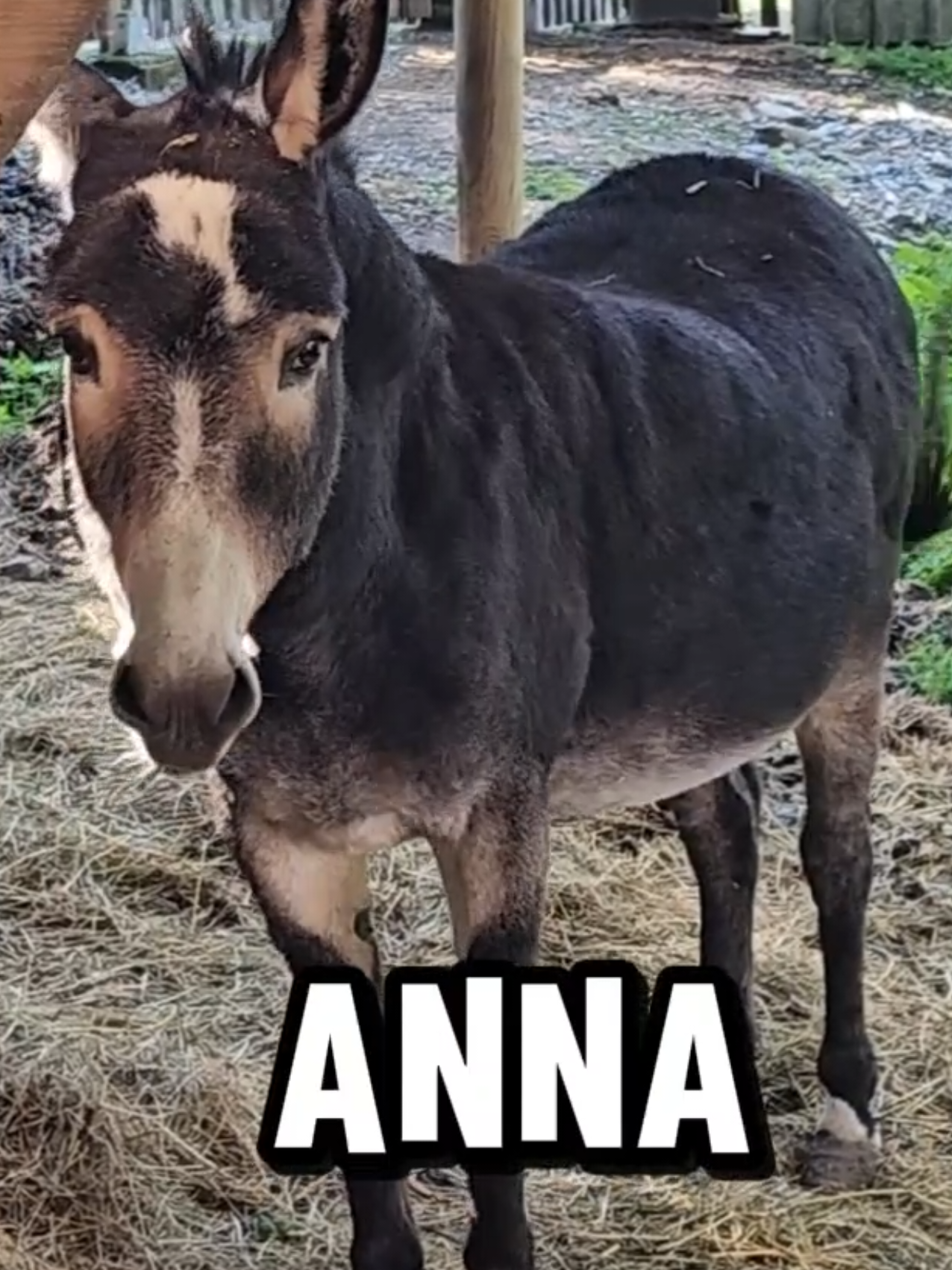 „Das ist Anna. Fragt ständig nach Rat – macht’s am Ende doch anders. Anna ist beratungsresistent. Sei wie Anna.“ 🙃 👉 Ganz ehrlich: Jeder kennt so eine Anna. Und wenn nicht… dann bist du Anna. 😂 #SeiWieAnna #Beratungsresistent #RelatableAF #FrecheTiere #WaldparkHochreiter 