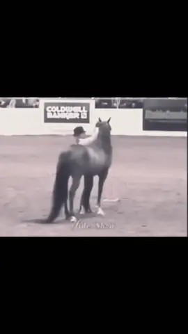 ما عاد بها مجالِ ☝️ . #خيل_وخياله🐎 #خيل_عربي #استعراض #الشعب_الصيني_ماله_حل😂😂 #explore 