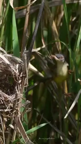 Apa ditempat mu masih banyak burung ini ? #kicaumania #ciblekpadi #ciblektebu #ciblekalangalang