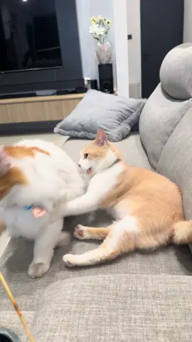 Akhirnya kena marah abang wkwkwk 