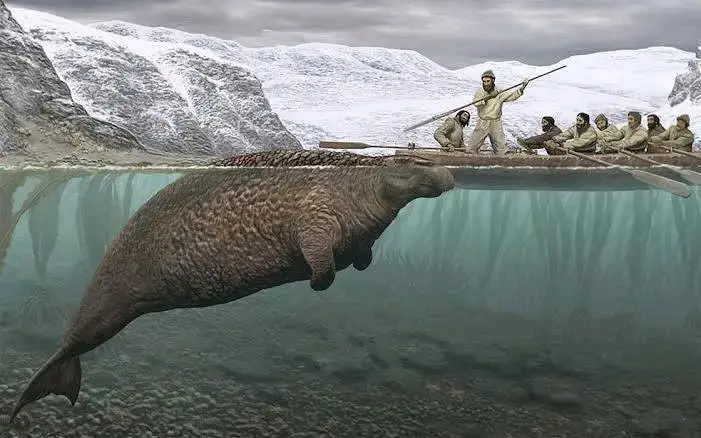 KEPOLOSAN ADALAH SEBUAH PETAKA pada tahun 1741 seorang Naturalisyang bernama Georg steller merupakan orang pertama yang menemukan dan mempelajari tentang Spesies Sapi Laut Raksasa tersebut ketikan sedang melakukan ekspedisi ke Samudera Pasifik utara bersama Pelaut Rusia.  Namun, sayangnya dan sangat menyedihkan sekali, setelah Publikasi atas temuannya tersebut justru membuat Sapi Laut Tersebut mengalami kepunahan sampai tidak tersisa satupun, bahkan bisa dibilang hanya dalam waktu singkat yaitu selama 27 Tahun.  tentunya penyebab kepunahan siapa lagi kalau bukan karena keserakahan Manusia yaitu Perburuan secara besar - besaran. Okay, hari ini seperti biasa Gue ingin yapping lewat Postingan ini yang sangat Unfaedah sekali. yaitu mengulas sedikit tentang Sapi Laut Stellar dan bagaimana bisa Mamalia Laut tersebut punah hanya dalam waktu singkat setelah Publikasi pertama yang dilakukan oleh Penemunya yaitu Georg steller. dan untuk selengkapnya langsung saja baca dibawah ini Pertama, kita harus kenal dulu apa itu Sapi laut Steller ya, jadi Sapi Laut Steller ini adalah mamalia laut yang memiliki Nama ilmiah Hydrodamalis gigas.  sesuai dengan nama Spesiesnya yaitu 