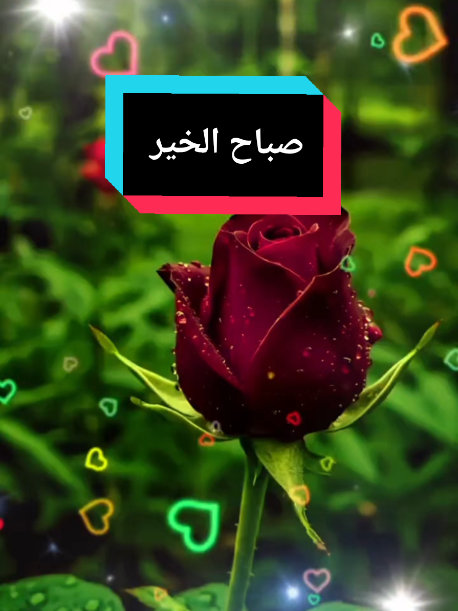 صباح الورد والجمال على أجمل متابعين  #صباح #صباح_الخير #صباحكم #ورد #suha 