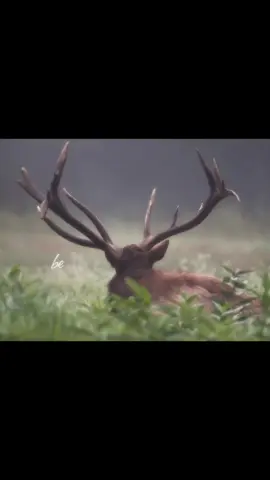 was waiting around for someone to make an elk edit to this audio before deciding to do it myself, i could write a love letter about elk and how they are so magnificent and absolutely beautiful creatures. #elk #edit #fyp #deer #fypシ゚ 