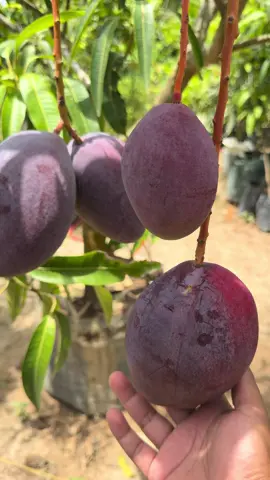 Mangga jenis T2 Varian baru asal taiwan #aceh #bandaaceh #promomakangajian #mangga #medan #acehbesar #naganraya #meulaboh #tabulampot 