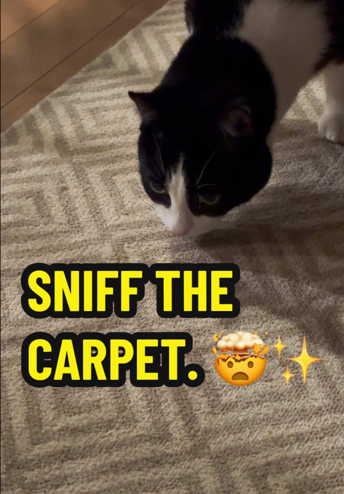 SNIFF THE CARPET. 🤯✨ #catsongs #smartestcatintheworld 