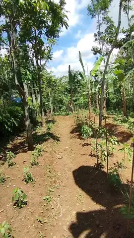 tipis tipis aja dulu siapa tau entar bisa punya kebun satu hektar aamiin🤲🤲 #petanicabe #petaniindonesia🇮🇩🇮🇩🇮🇩🌿🌿 #petanipemula #petanimuda #fyp 