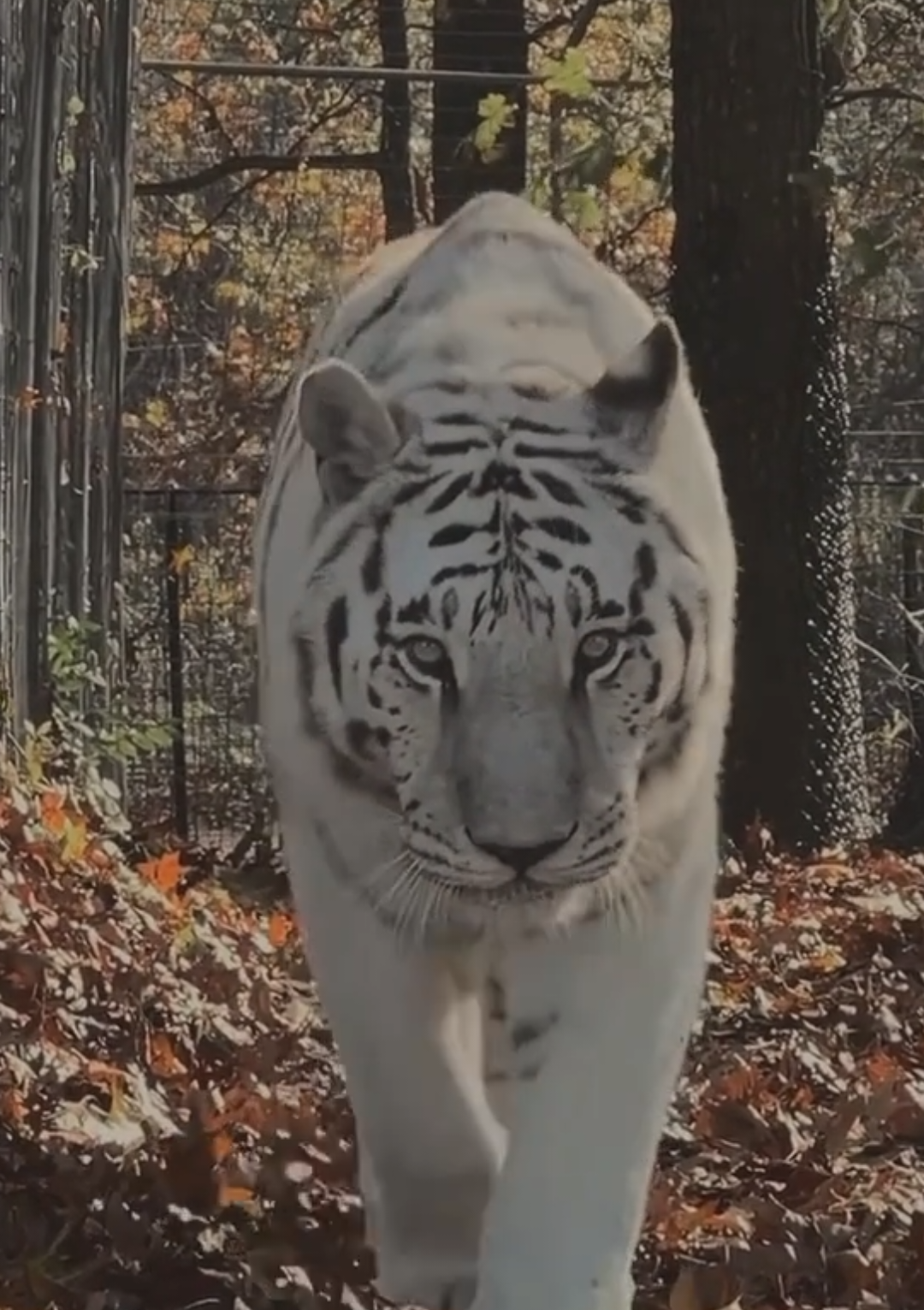 Nama ilmiah: Panthera tigris tigris (variasi warna putih dari harimau Bengal) Nama umum: Harimau Putih (Indonesia), White Tiger (Inggris) Deskripsi Harimau putih adalah variasi langka dari harimau Bengal yang memiliki mutasi genetik sehingga bulunya berwarna putih dengan belang hitam. Tubuhnya besar dan berotot, dengan panjang tubuh dapat mencapai 2,7–3 meter termasuk ekor, serta berat badan antara 150–250 kg. Ciri khas harimau putih adalah bulunya yang berwarna dasar putih atau krem pucat dengan belang hitam atau cokelat gelap. Matanya umumnya berwarna biru terang, menjadikannya tampak sangat mencolok. Meski berbeda warna, harimau putih tetap memiliki sifat, perilaku, dan karakteristik yang sama dengan harimau Bengal biasa. Habitat dan Sebaran Secara alami, harimau putih berasal dari India, terutama di kawasan hutan tropis, hutan hujan, padang rumput, dan rawa. Namun, saat ini sebagian besar harimau putih hidup di penangkaran (kebun binatang atau pusat konservasi), karena populasinya di alam liar sangat jarang akibat rendahnya peluang mutasi genetik yang menghasilkan warna putih. Perilaku Makanan: Harimau putih adalah karnivora yang memangsa rusa, babi hutan, kerbau, dan berbagai mamalia besar lain. Kemampuan: Harimau putih adalah predator puncak dengan kemampuan berlari cepat, berenang, serta menyergap mangsa dengan tenaga kuat. Reproduksi: Masa kehamilan berlangsung sekitar 3,5 bulan, dengan jumlah anak biasanya 2–4 ekor. Gaya Hidup Harimau putih bersifat soliter dan memiliki wilayah teritori sendiri yang dipertahankan dari individu lain. Mereka aktif terutama pada malam hari (nokturnal), menggunakan penglihatan dan penciuman tajam untuk berburu. Status Konservasi Harimau putih tidak dikategorikan sebagai subspesies tersendiri, melainkan varian warna dari harimau Bengal (Panthera tigris tigris). Secara umum, harimau Bengal berstatus Terancam Punah (Endangered) menurut IUCN Red List, akibat perburuan liar dan hilangnya habitat. Fakta Unik Warna putih harimau bukan karena albino, melainkan hasil mutasi gen resesif. Mata biru dan hidung merah muda menjadi ciri khasnya. Kemampuan berenang harimau putih sangat baik, bahkan lebih suka air dibandingkan singa.#harimauputih #capcut #fypp #harimau 