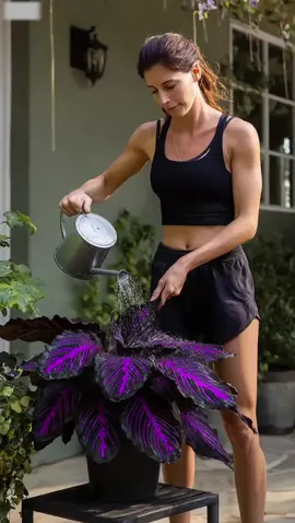 it's so beautiful.purple 💜#HostaSeeds #PlantTok #NoSunPlants #LeafyJungle #GardeningTok 