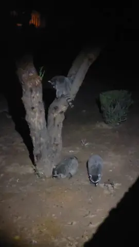 Arguing about what to feed our backyard visitors 🤣🤣🦝🦝🦝🦝 #pets #racoonsoftiktok #racoons #trashpanda #monsoon #az #arizona #azfamily 
