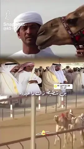 #الامارات_السعوديه_الكويت_البحرين_عمان #هجن_الرياسة #العملاق_سلطان_الوهيبي 