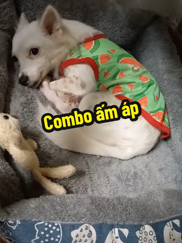 Combo ấm áp cho bé chó mèo mùa lạnh, ban đêm nè #banchay #aochomeo #thucung #chomeodethuong #muasamtructuyenasia 