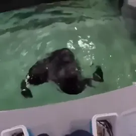 :3 #seal #sealcore #sealcore🦭 #seallove 