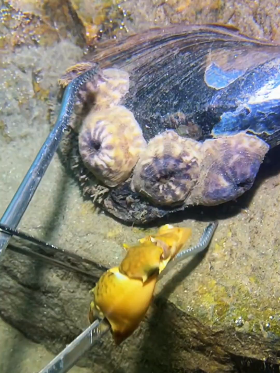 #diving #crab #catchthesea #seaside #seafood 