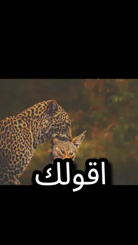 #الي #يقدر #يفعل #يورين #اسيوط_سوهاج_قنا_الاقصر_اسوان_المنيا 