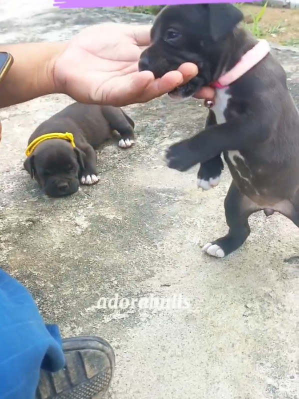 Adorable=Adorabulls #petlover #pup #pitbullsoftiktok #pupiesoftiktok 