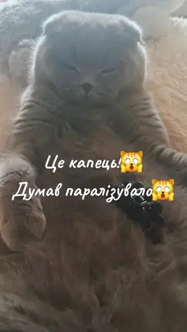 Відлежав сьогодні лапу😺