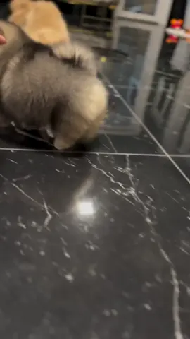 siap adopsi minipom harga 800.000 SETIAP ADOP/ORDER FREE(BONUS) BERBAGAI: -Makanan -Vitamin -Susu -Surat vaksin dan stambum -Serta buku tata cara untuk perawatan anabul #minipom #superminipom #anjing #fyp #cute 