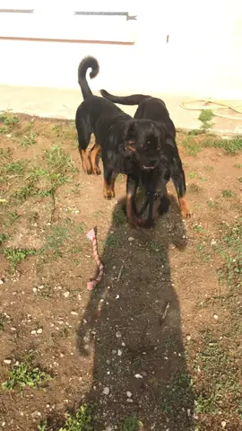 #rottweiler 
